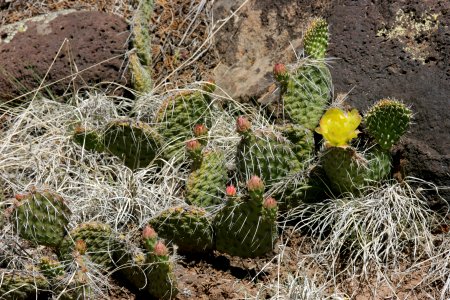 Opuntia polyacantha