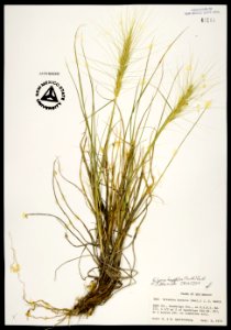 Elymus longifolius