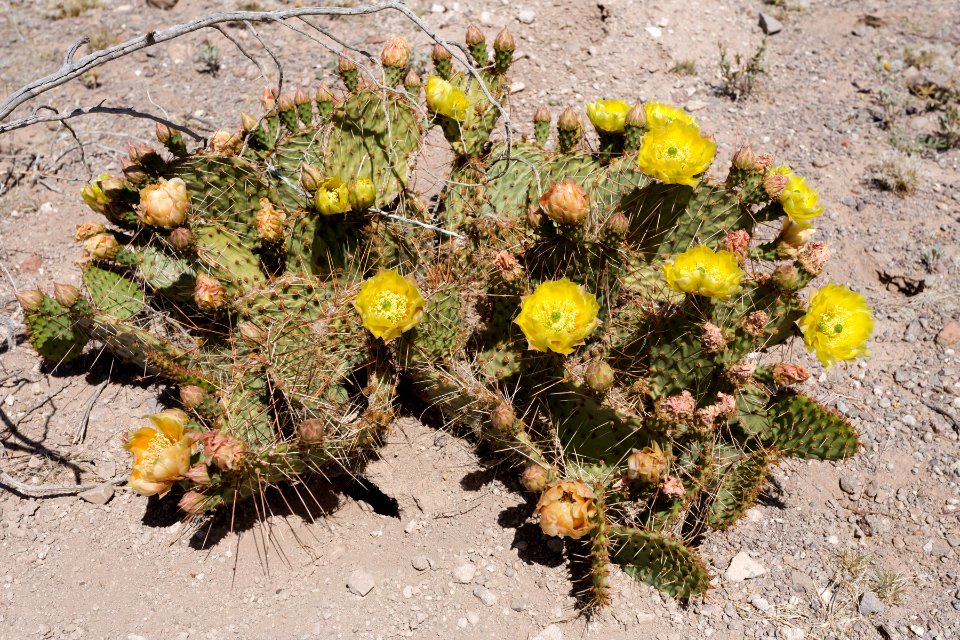 Opuntia tortispina