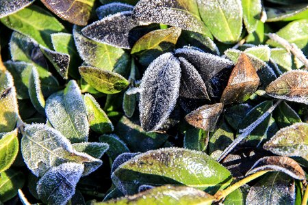 Icy cold frost photo