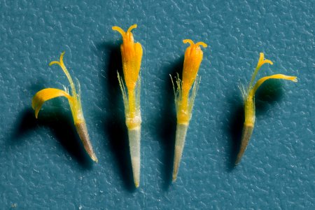 Hymenothrix wislizeni