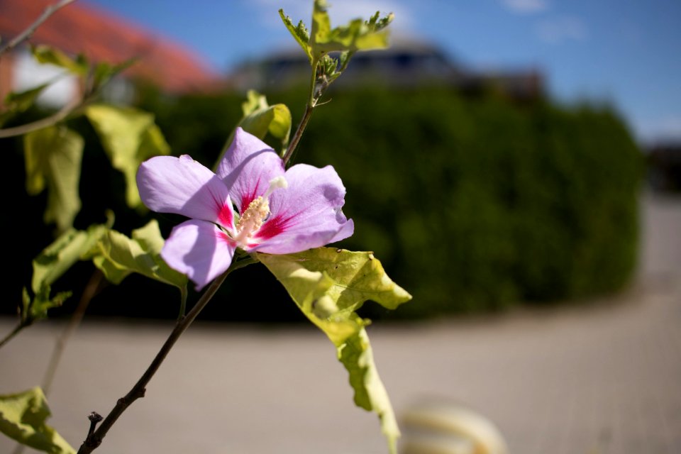 Hibiskus