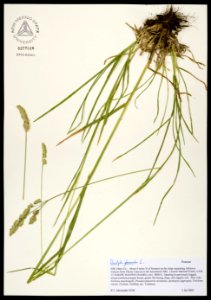 Dactylis glomerata