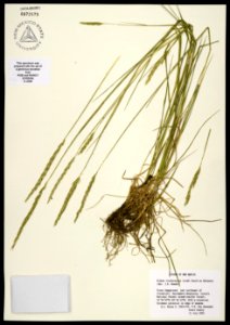 Elymus trachycaulus