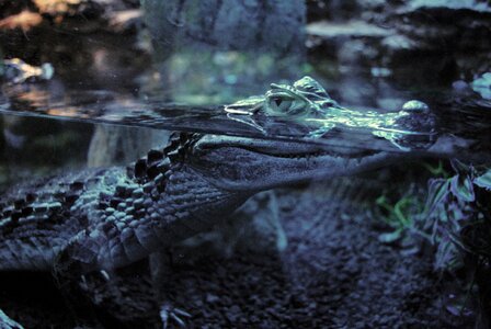 Alligator hunter animal photo