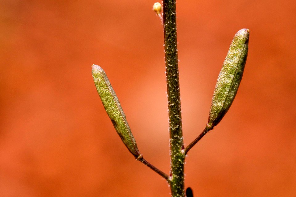 Descurainia pinnata subsp. ochroleuca