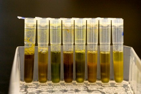 DNA isolation 1