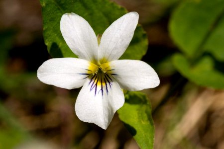 Viola canadensis