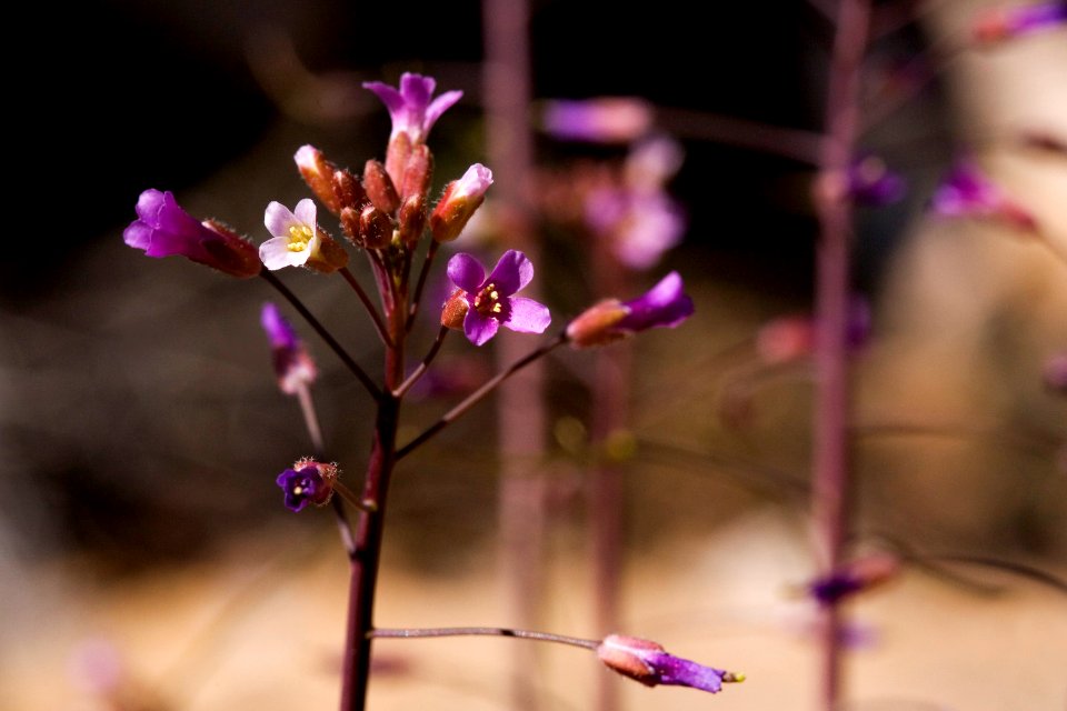 Boechera perennans