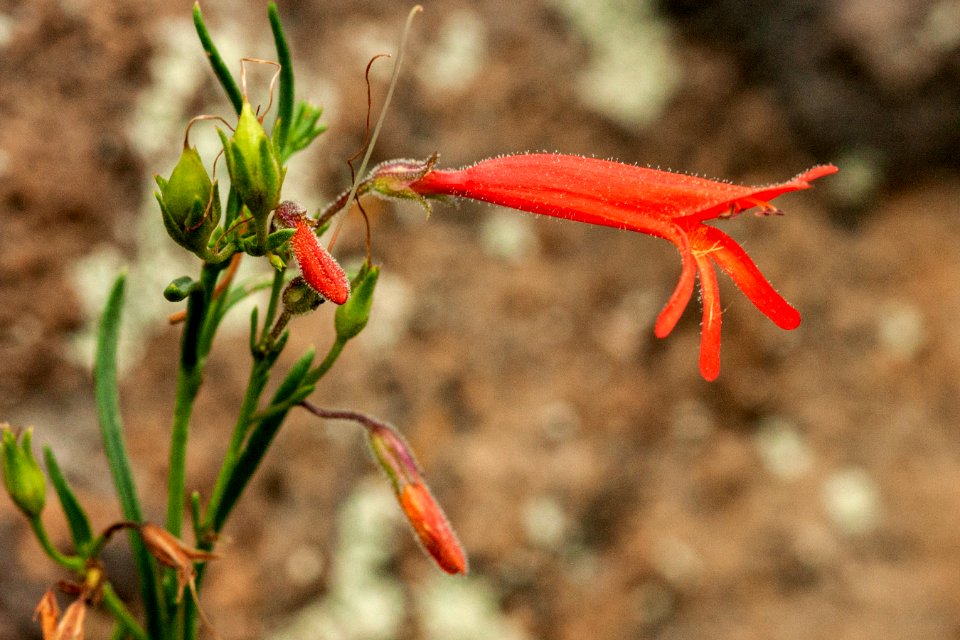 Penstemon pinifolius