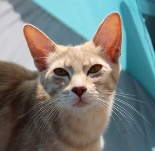 Mackerel domestic cat moustache