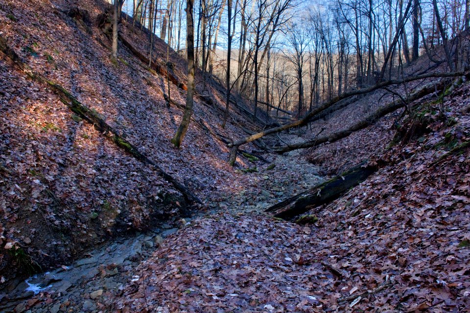 Ravine near Griffy Creek
