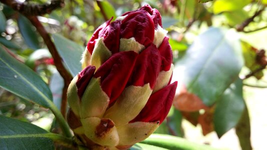 Flower nature bloom