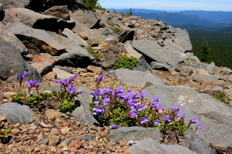 Penstemon davidsonii