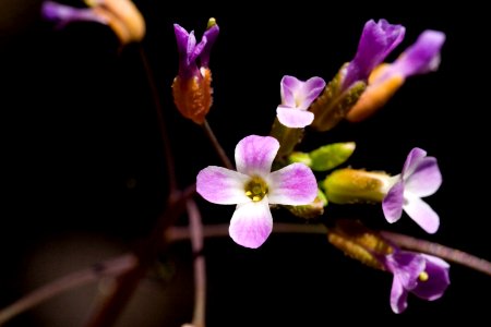 Boechera gracilenta photo