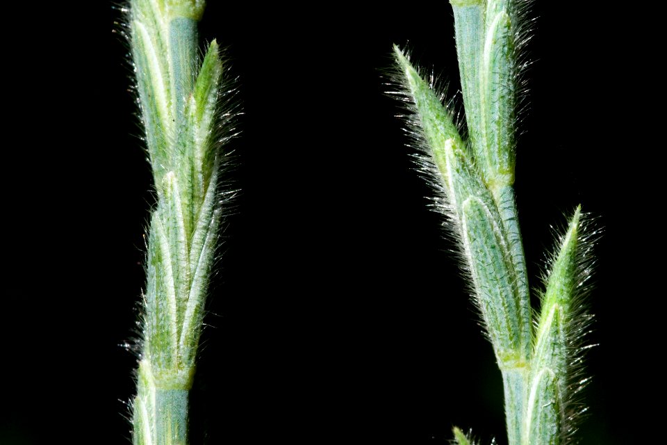Elymus hispidus subsp. barbulatus