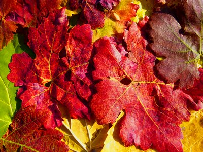 Texture background vine