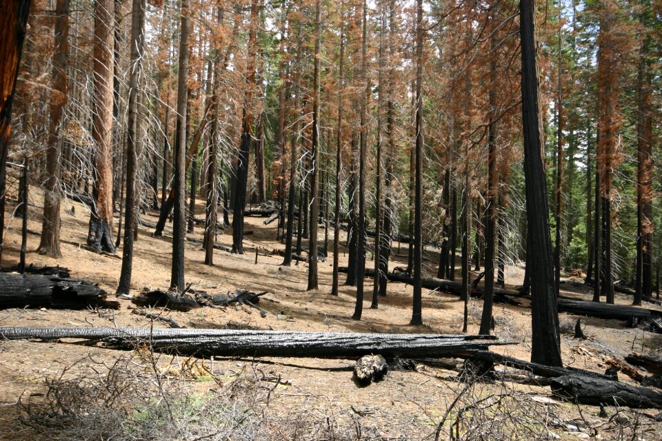 Tree landscape hiking