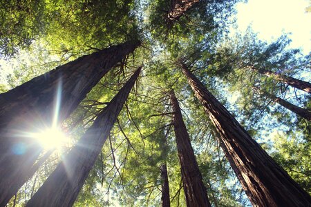 Green evergreen outdoors