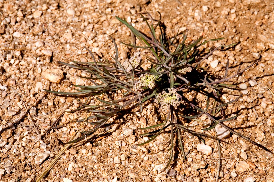 Lomatium nevadense var. nevadense