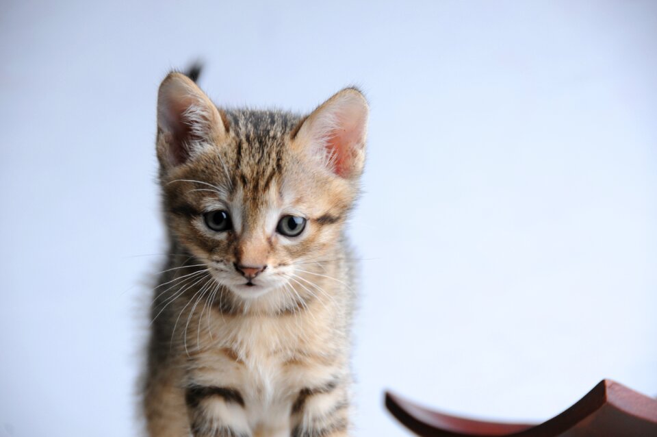 Cat small cat 貪