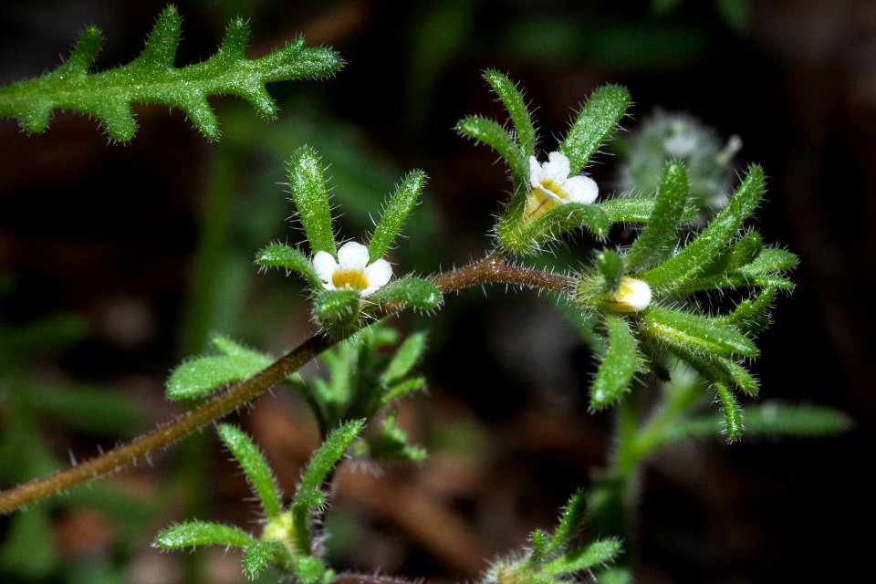 Phacelia ivesiana