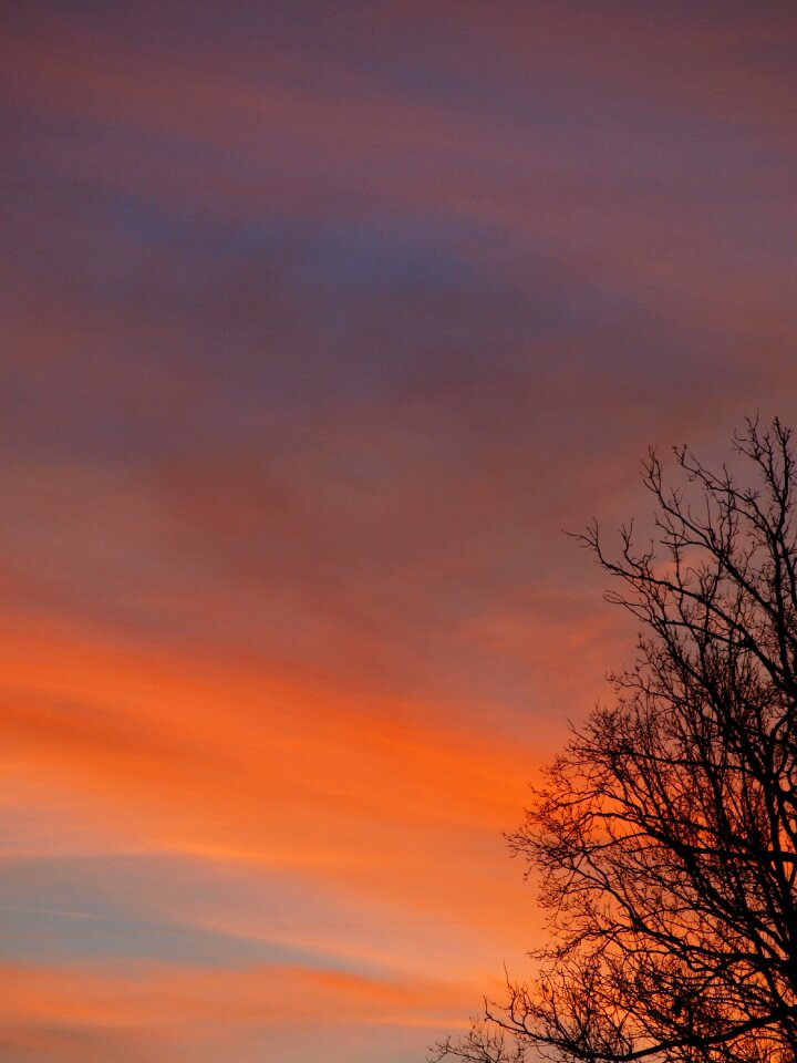 Tree aesthetic silhouette