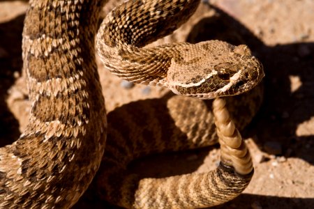 Crotalus viridis