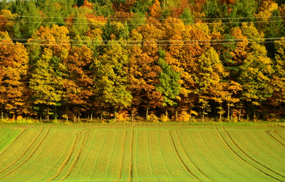 Fall foliage deciduous trees sunbeam