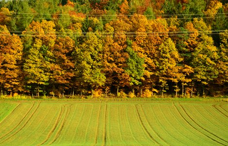 Fall foliage deciduous trees sunbeam photo