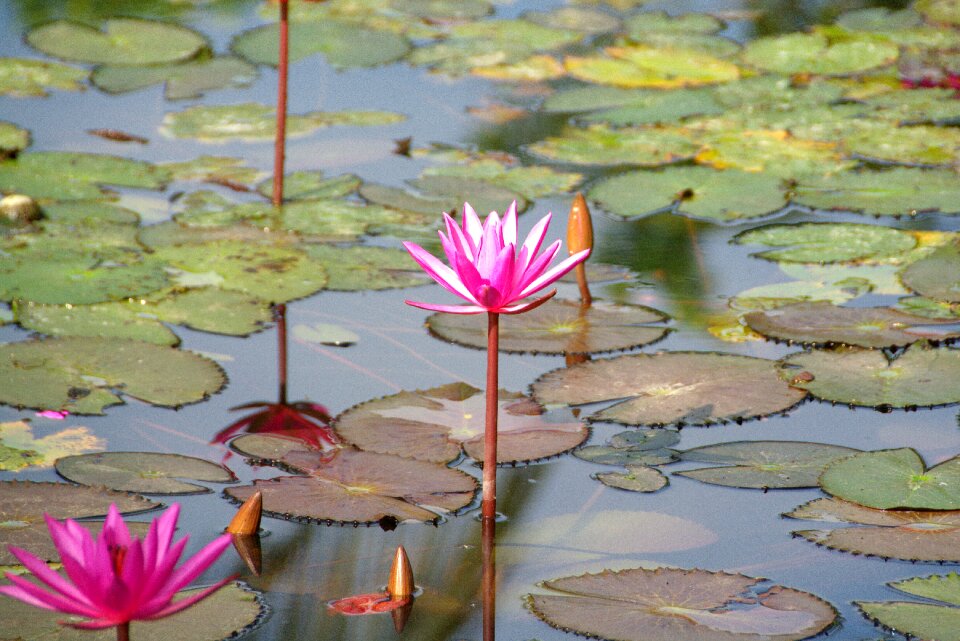 Water lily pink aquatic plant