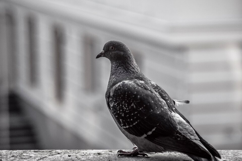 Animal black and white city