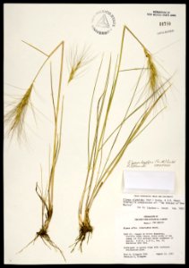 Elymus longifolius