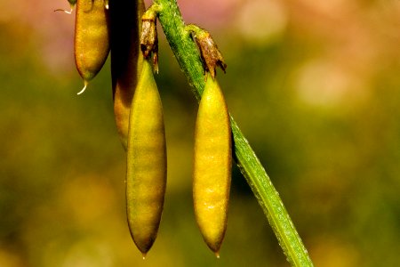 Astragalus coltonii var. moabensis