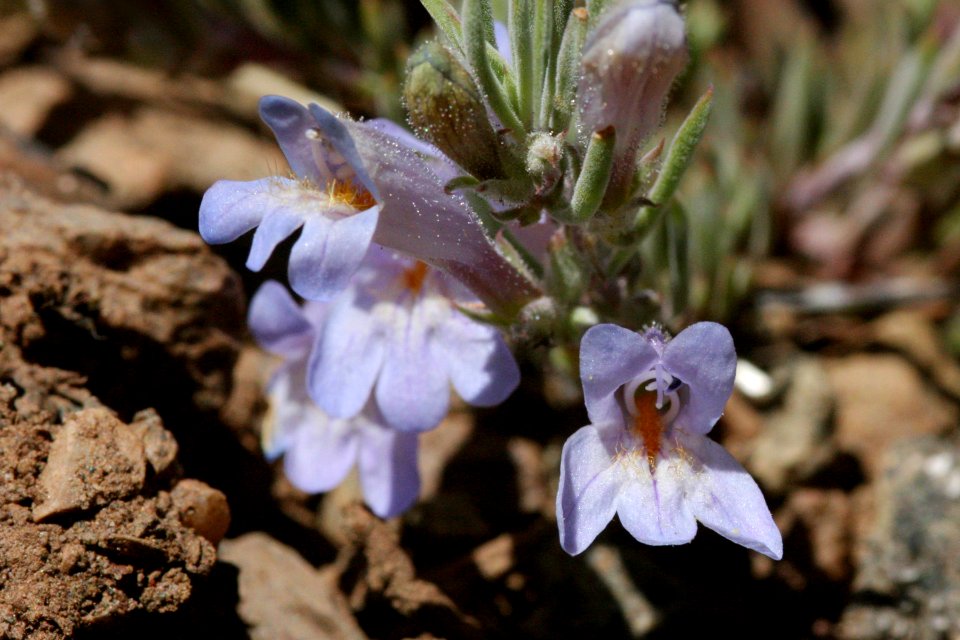Penstemon caespitosum