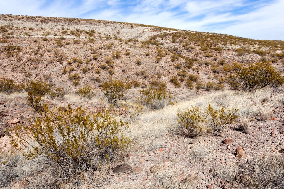 Southeast of Arroyo Angostura