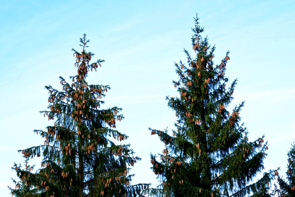Tap pine cones crown