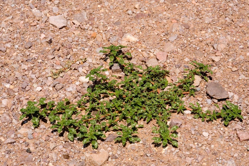 Amaranthus blitoides