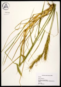 Elymus canadensis