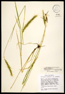 Elymus canadensis