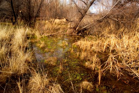 Cienega Creek