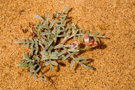 Astragalus ceramicus var. ceramicus