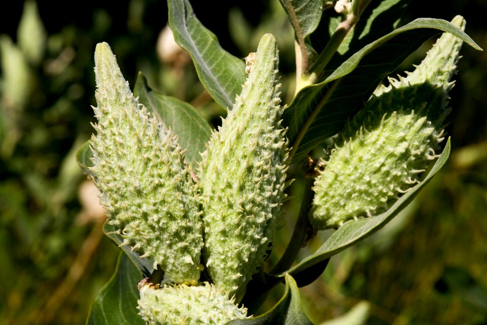 Asclepias speciosa