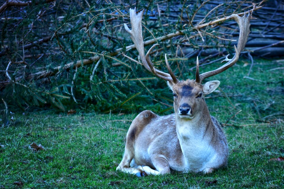 Hirsch wild animal antler
