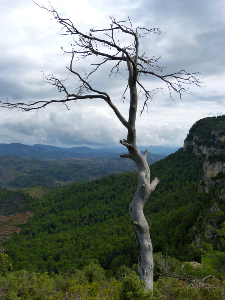 Forest symbol metaphor