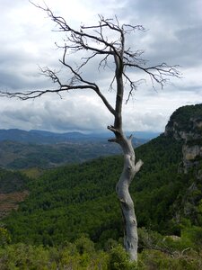 Forest symbol metaphor