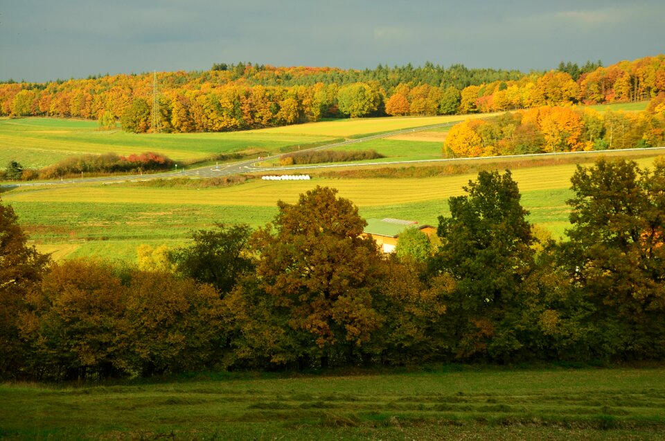 Autumn forest emerge landscape