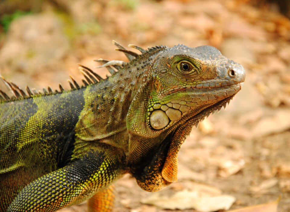 Reptile portrait green