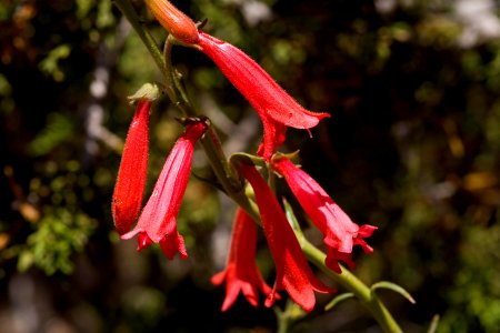 Penstemon ramosus