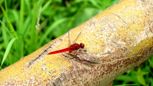 Quentin chong red dragonfly dragonfly